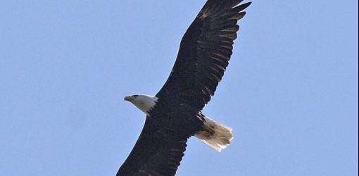 El águila calva 'levanta vuelo' en Florida – NotiCel – La verdad como es –  Noticias de Puerto Rico – NOTICEL