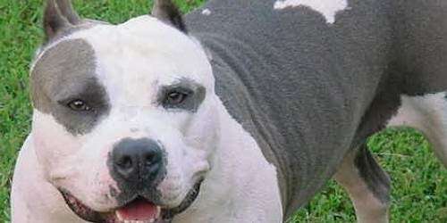 Perro Pitbull Muerde Bebe De Dos Anos En Ponce Noticel La Verdad Como Es Noticias De Puerto Rico Noticel