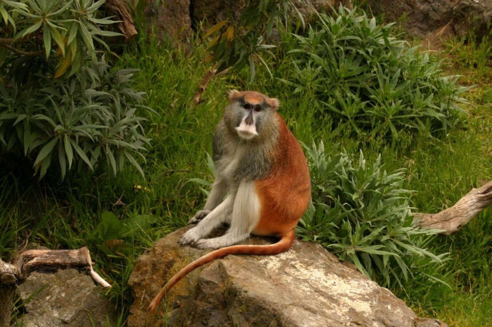 Capturan en Rincón un mono que cosechas – NotiCel – La verdad como es – Noticias Puerto – NOTICEL