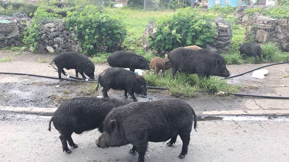 Dilema con los cerdos vietnamitas: ¿atraparlos o matarlos? – NotiCel – La  verdad como es – Noticias de Puerto Rico – NOTICEL